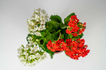 Plantas y flores en maceta 