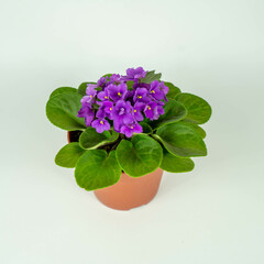 Plantas y flores en maceta 