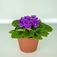 Plantas y flores en maceta 