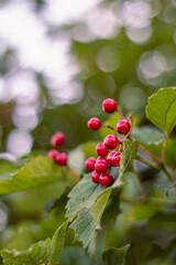 red berries on a bush