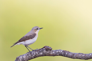 Northern Wheatear (Oenanthe oenanthe). beautiful bird that lives at high altitudes.