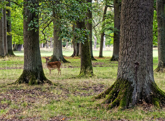  Rehen im Tiergarten Hannover