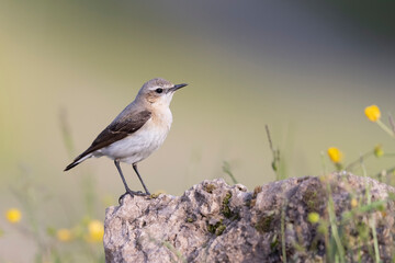Northern Wheatear (Oenanthe oenanthe). beautiful bird that lives at high altitudes.