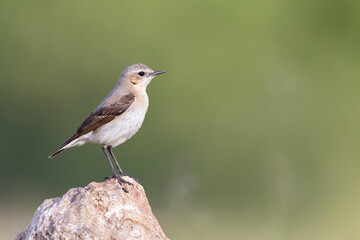 Northern Wheatear (Oenanthe oenanthe). beautiful bird that lives at high altitudes.