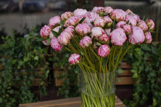 Bouquet of pink peonies