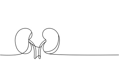 Human kidneys one line continuous drawing. Human organ continuous one line illustration. Vector minimalist linear illustration.