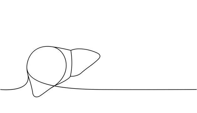 black line art liver anatomy clip art preview