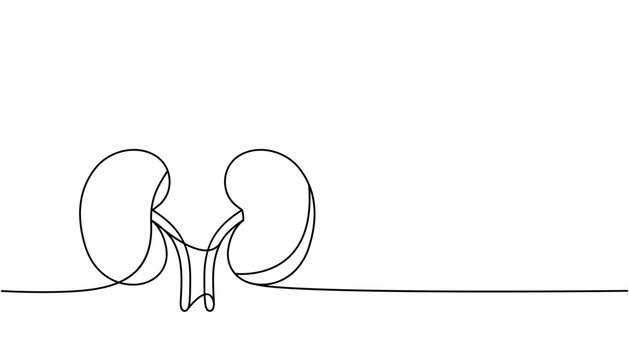 recommend clip art: Human kidneys one line continuous drawing. Human organ continuous one line illustration. Vector minimalist linear illustration.