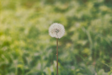 One dandelion bloomed on a green background