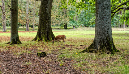  Rehen im Tiergarten Hannover