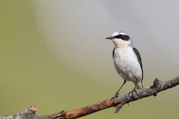 Northern Wheatear (Oenanthe oenanthe). beautiful bird that lives at high altitudes.