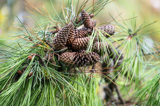 A few cones on a fir branch
