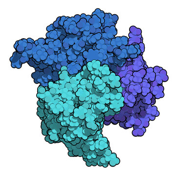 B-cell Activating Factor (BAFF, Extracellular Domain Fragment) Protein. Cytokine That Acts As B Cell Activator. Target Of The Monoclonal Antibody Drug Belimumab. 