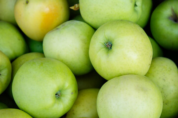 green unwashed apples. fresh harvest of green apples