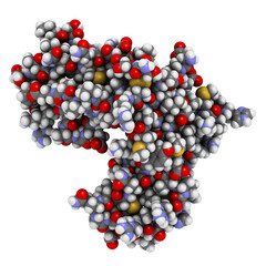 Interleukin-2 receptor alpha chain (CD25, extracellular domain). CD25 is the target of the monoclonal antibody drug daclizumab, used in the treatment of multiple sclerosis. 