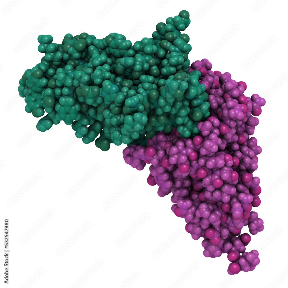 Wall mural Carcinoembryonic antigen (CEA, CEACAM5, N-terminal domain). Used as tumor biomarkerin some forms of cancer. 3D rendering based on protein data bank entry 2qsq.