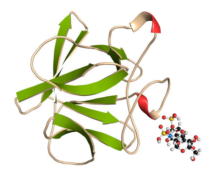 Fibroblast growth factor 1 (FGF1, heparin-binding growth factor 1) protein. FGF1 is being investigated for the treatment of diabetes. 3D rendering based on protein data bank entry 3ud7.