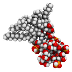 Lipopolysaccharide (LPS, lipid A and inner core fragment) endotoxin molecule from E. coli.