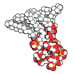 Lipopolysaccharide (LPS, lipid A and inner core fragment) endotoxin molecule from E. coli.
