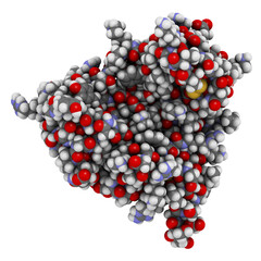 Thaumatin sweetener protein. Isolated from katemfe fruit. 3D rendering based on protein data bank entry 5lh7.