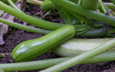 Young zucchini growinng in the garden close up. Benefits of zucchini concept