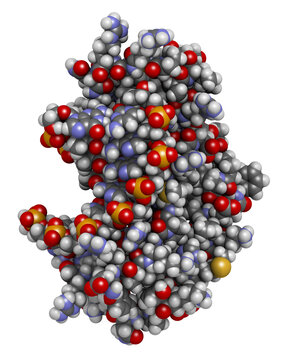 Sex-determining region Y (SRY, TDF, HMG domain) protein, bound to DNA. Protein involved in male sex determination in humans. 3D rendering based on protein data bank entry 1hry.