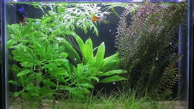 Planted nano Betta aquarium