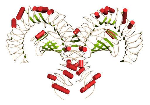 Toll-like receptor 4 (TLR4, extracellular domain) bound to lipopolysaccharide (LPS) and MD-2. Involved in activating the innate immune system upon detecting LPS.