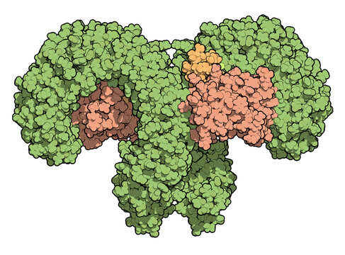 Toll-like receptor 4 (TLR4, extracellular domain) bound to lipopolysaccharide (LPS) and MD-2. Involved in activating the innate immune system upon detecting LPS.