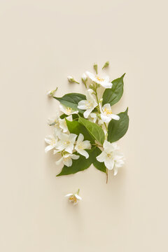 Jasmine Flowers Over White Background.