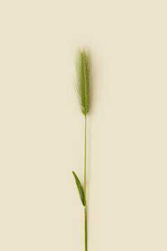 Green barley ear on beige background.