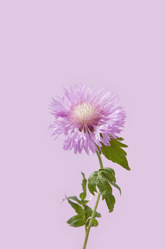 Pink aster on pastel backdrop.