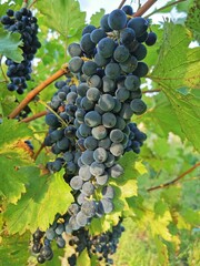 Fototapeta premium Grape field growing for wine. Grapes in Vineyard hills ready for harvest