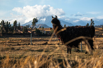 View of the mountains and fields with grazing sheep, in the town of Chinchero, Peru. 