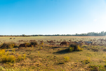 Fototapeta na wymiar Horses grazing in the Doñana park next to the El Rocio Sanctuary, Huelva. Andalusia