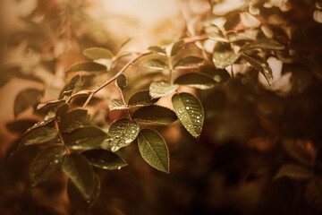 The beautiful green leaves growing on the bush are covered with raindrops and illuminated by...