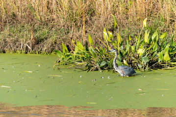 A Juvenile Great Blue Heron Fishing In The Pond