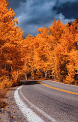 A road winds through the colorful Rocky Mountains with golden yellow aspen trees in the peak of autumn. 