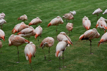 PAJAROS FLAMENCO, AVES, FLAMINGO BIRDS. 