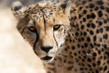 portrait of a beautiful cheetah