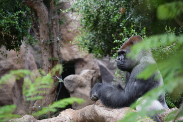 DETALLE DE PERFIL DE GORILA, SIMIOS, ANIMALES SALVAJES. 