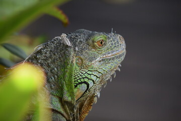 DETALLE PERFIL DE IGUANA, REPTILES, LAGARTOS TROPICALES. 
