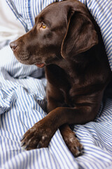 Labrador retriever dog is lying in bed under a blanket and sleeping or resting. animals are like people, a chocolate labrador sleeps with its owner in bed. Love for pets. depression and sleep
