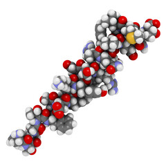 Glucagon peptide hormone, 3D rendering. Has blood sugar level increasing effects, balancing the effect of insulin. Atoms are represented as spheres with conventional color coding.