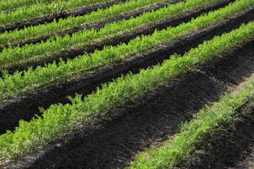 Fototapeta na wymiar Green leaves of carrot plants in field, diagonal rows, agriculture in summer