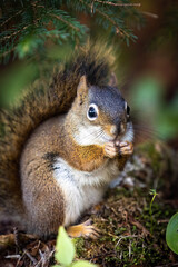 Naklejka na ściany i meble Cute looking close up squirrel portrait in the forest