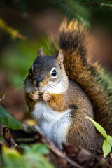 Cute looking close up squirrel portrait in the forest