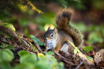 Cute looking close up squirrel portrait in the forest