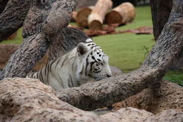DETALLE TIGRE ALBINO, TIGRE BLANCO, WHITE TIGER, FELINO.