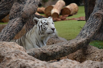 DETALLE TIGRE ALBINO, TIGRE BLANCO, WHITE TIGER, FELINO.